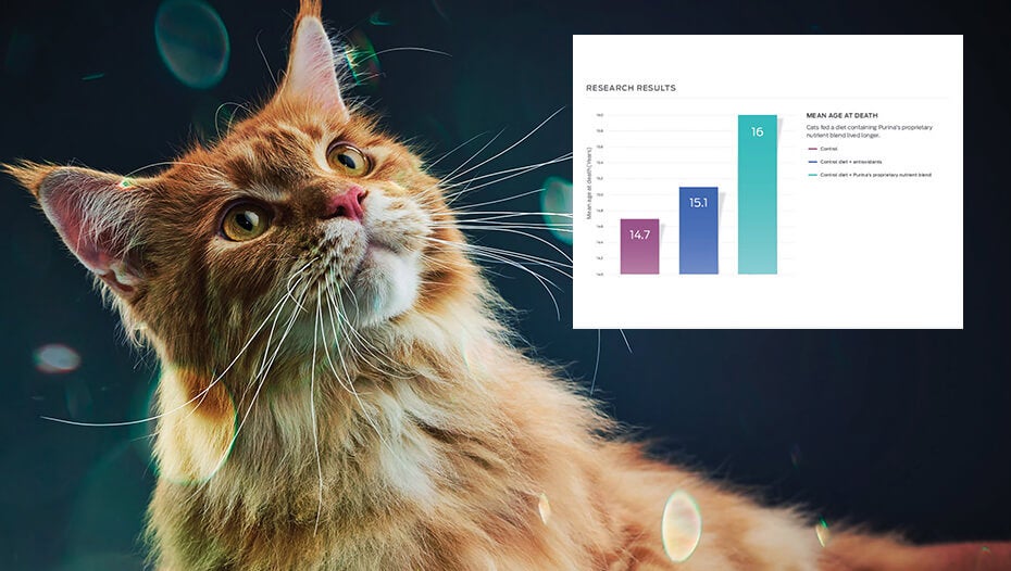 Ginger mačka in grafika paličnega grafikona