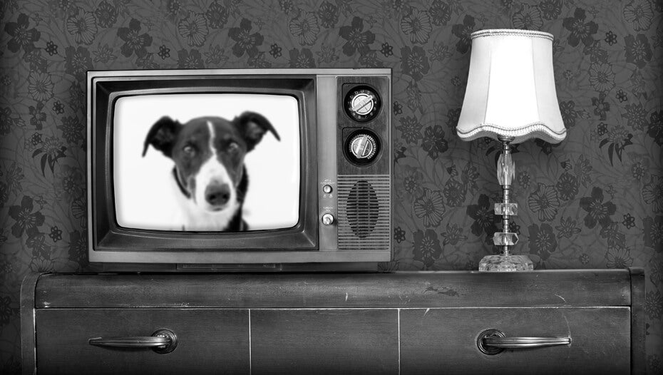 Črno-beli stari televizor s prižganim psom