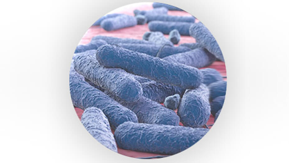 Predbiotske bakterije