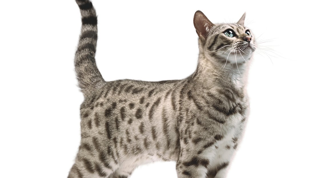 Pro Plan Veterinary Diets FortiFlora za mačke