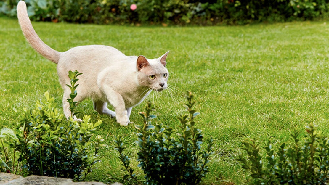 mačka teče po travi
