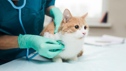 Pregled mačke pri veterinarju