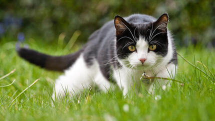 Mačka lovi v travi