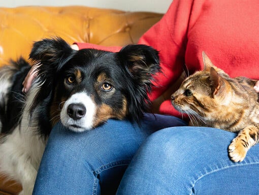 Pes in mačka v naročju lastnika