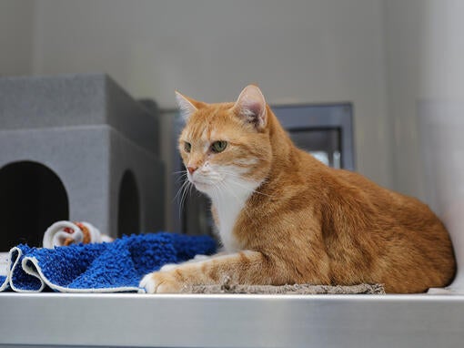 Ginger mačka pri veterinarjih