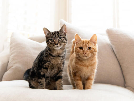 Rjave in rjave mačke, ki sedijo na kavču