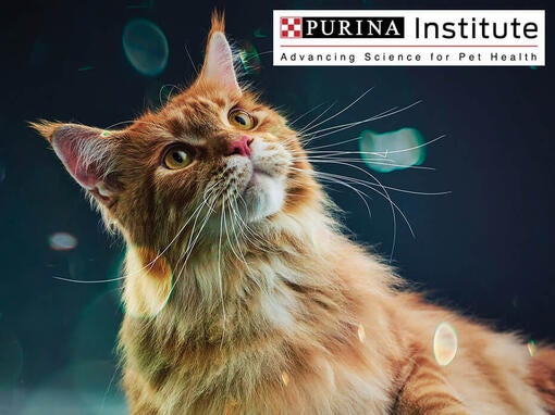 Inštitut Purina in inovacije