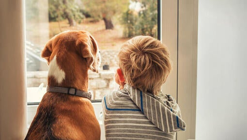 Otrok s psom gleda skozi okno