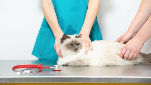 Puhasta bela mačka na veterinarski mizi.