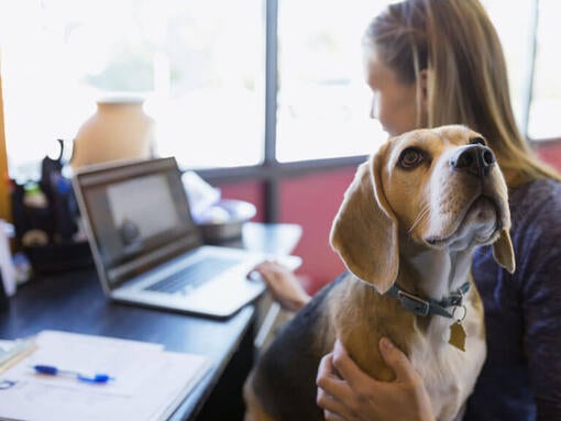 Beagle je lastniku sedel v naročju, medtem ko je delala