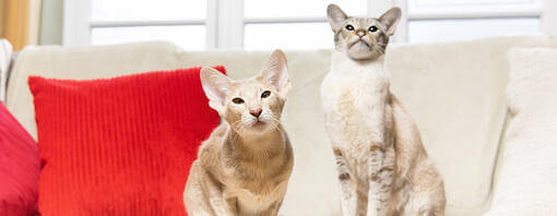 Dve mački sedita na kavču z rdečimi blazinami