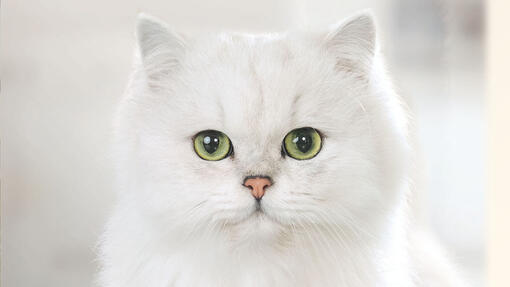 Bela mačka, obrnjena proti kameri