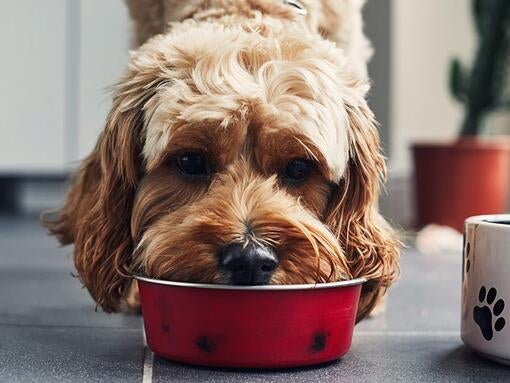 Pes jedo hrano iz rdeče sklede