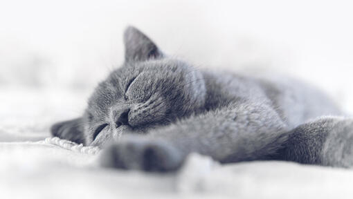 modra mačka spi