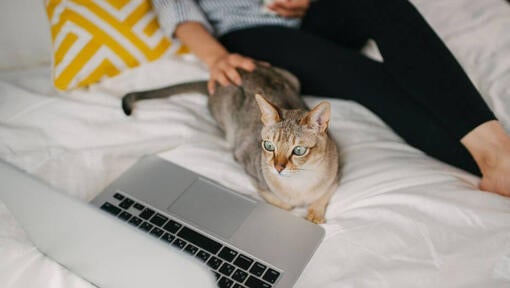 Ženska gleda film na prenosnem računalniku s svojim hišnim ljubljenčkom - azijsko mačko
