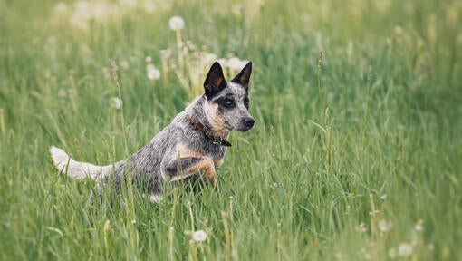 Avstralski govedarski pes teče na polju