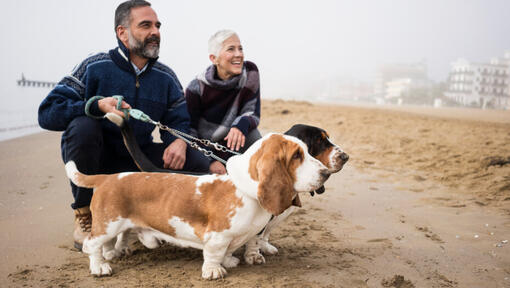 Basetski psi z lastniki na plaži.