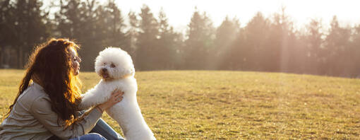 Poodle Being Groomed