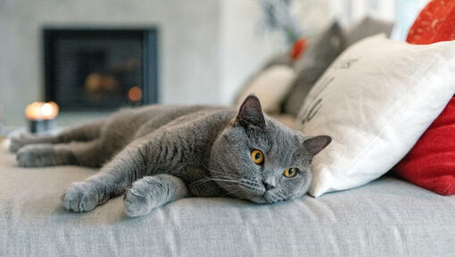 Britanska kratkodlaka mačka drema na kavču