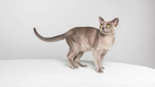 Burmanska mačka stoji na kavču