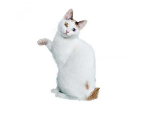 Japonska kratkorepa mačka