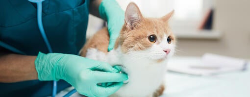 Pregled mačke pri veterinarju