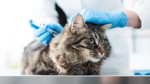 Injiciranje mačke pri veterinarjih