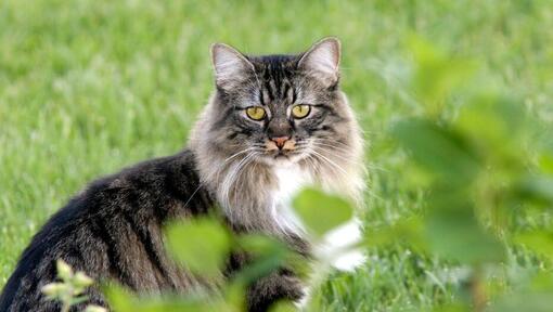 Mačka Cymrics stoji na vrtu