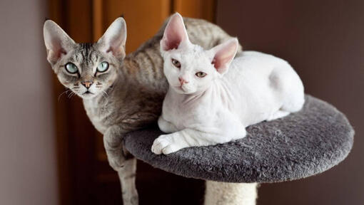Dve mački Devon Rex skupaj drema