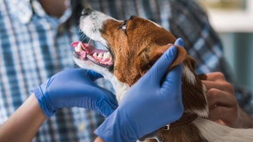Pregled psa pri veterinarju