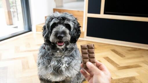 lastnik drži tablico čokolade pred psom