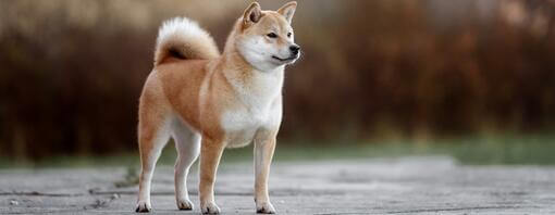 Japonski shiba inu hodi v parku