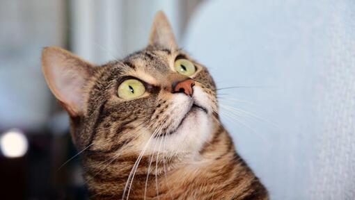 Egipčanska mačka Mau presenečeno gleda nekaj