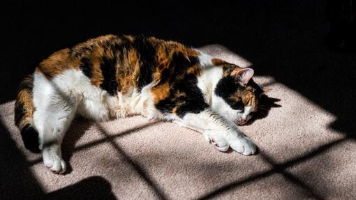 Mačka leži na soncu