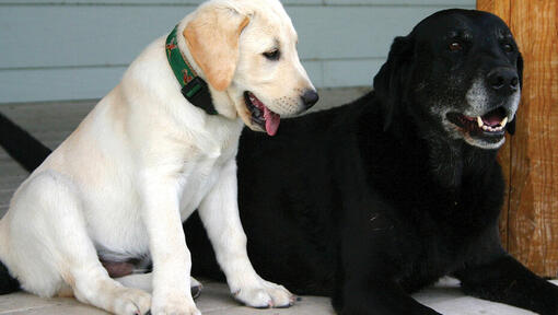 En zlat labradorec in en starejši črni labradorec ležita drug poleg drugega