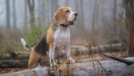 Beagle v gozdu