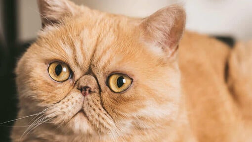 Eksotična kratkodlaka mačka Ginger
