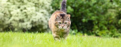 Mačka, ki se sprehaja po travi