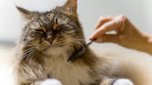 Brushing cat with flea comb