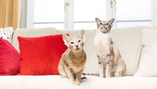 Dve mački, ki sedita ena poleg druge na kavču