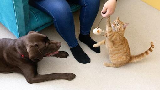 Mačka se igra z igračo iz perja z lastnikom, medtem ko pes opazuje