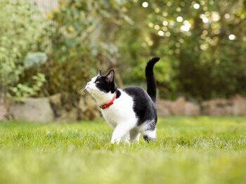 Črno-bela mačka se igra v travi