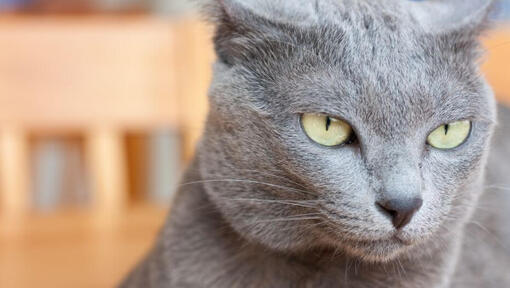 Mačka Korat premišljeno pogleda