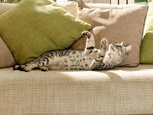 Mačka na kavču