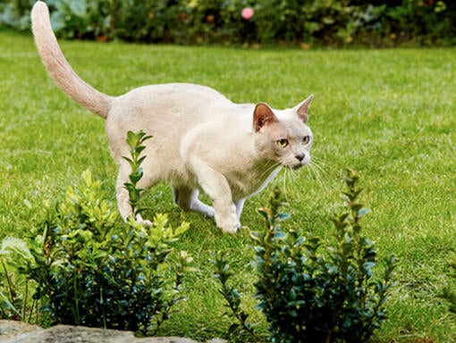 Mačka, ki teče po travi