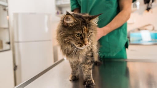 Zdravljenje mačke pri veterinarjih