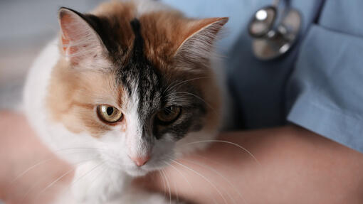 Mačka, ki jo drži veterinar