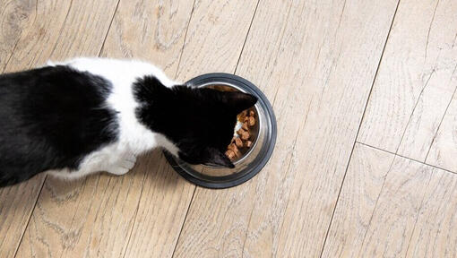 črno-bela mačka, ki jedo iz sklede