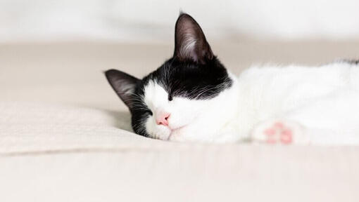 črno-bela mačka spi
