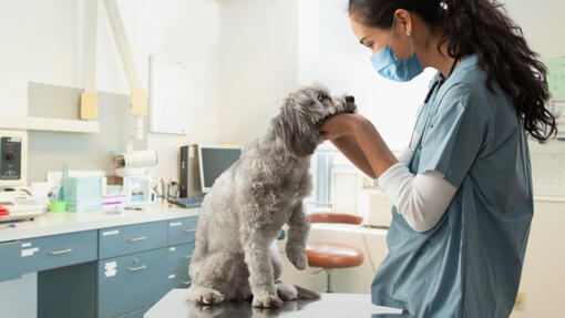 veterinar pregleda psa